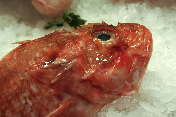 Fisch